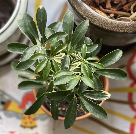 Moondrop Schefflera Plant Schefflera Care — House Plant Shop