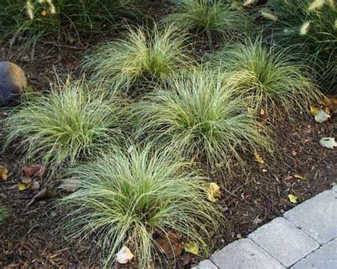 Curly Tipped Sedge Carex 8 12 Inches Full Sun Or Part Shade