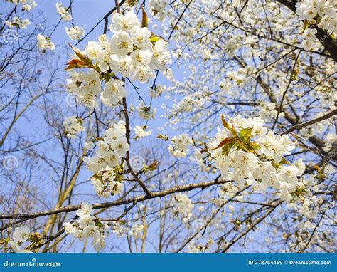 Wild Cherry Tree Flowers in Blossom Stock Image - Image of floral ...