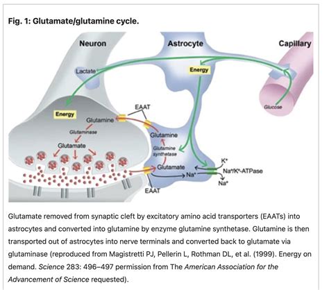 Glutamate: Synthesis, transport, and supplement interactions