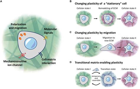 Frontiers Extracellular Matrix And Cellular Plasticity In