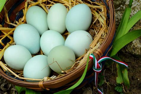 Araucana Chickens: Characteristics, History, and Care