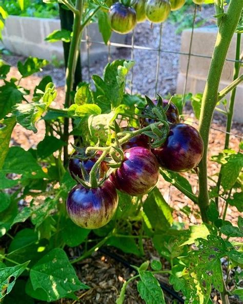 Black Strawberry Tomato Information and Growing Guide