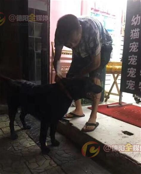 拉布拉多犬走丟 愛心接力找到主人 每日頭條