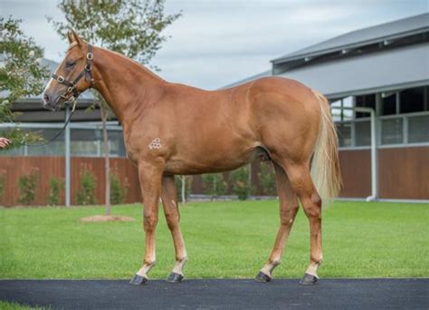 HONOUR THE LEGEND horse profile, breeding, statistics, form guide and ...