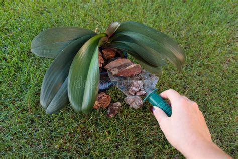 Repotting an Orchid stock photo. Image of plant, orchid - 16543334