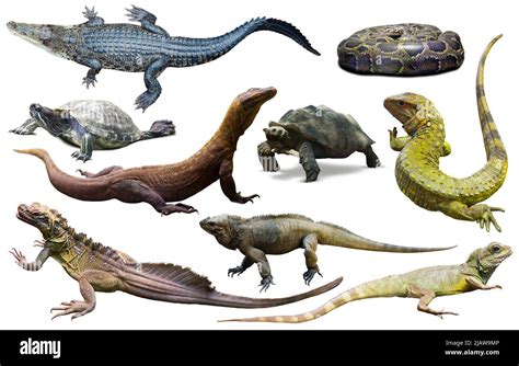 collection of reptiles Stock Photo - Alamy