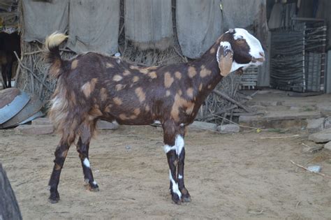 Sirohi Goats Breeding Purpose