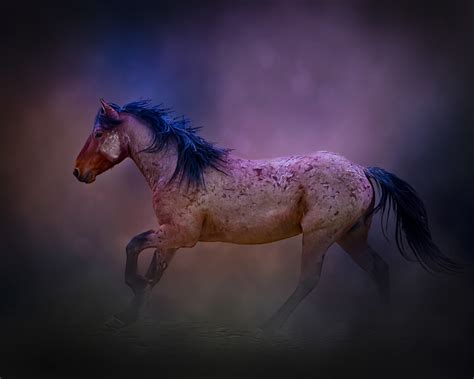 Fine Art Photographs of Wild Horses - Photography of Wild Horses ...