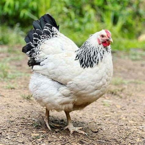 The Columbian Wyandotte Chicken Breed Profile