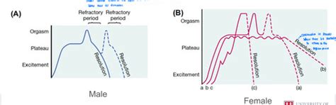 Session 6 Reproduction Sex And Fertilisation Flashcards Quizlet