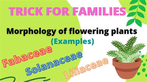 Trick For Families Morphology Of Flowering Plants🌿 Fabaceaeetc