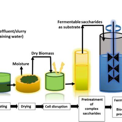 Schematic Representation Of Bioethanol Production From Microalgae