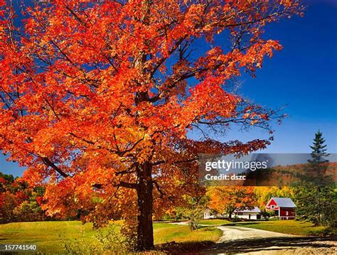 autumn leaf landscaping stock  high res pictures