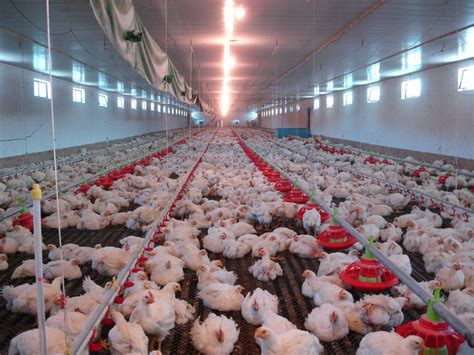 Chicken House Prefabricated Automatic Poultry Farm Chicken Broiler