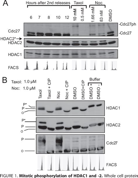 Figure From Protein Kinase Ck Regulates The Dimerization Of Histone