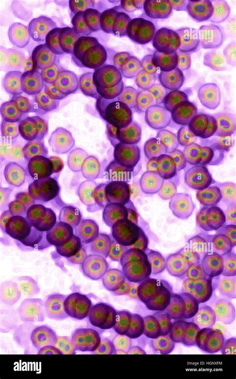 Estreptoco Beta Hemolitico Grupo A Fotograf As E Im Genes De Alta