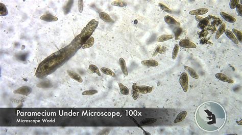 Paramecium Under Microscope Youtube