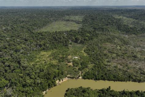 Deforestation In Brazil S Amazon Drops By Nearly Compared To