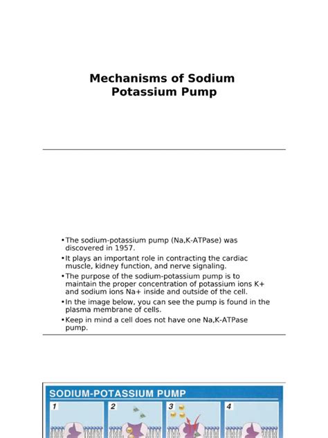 Mechanisms of Sodium Potassium | PDF