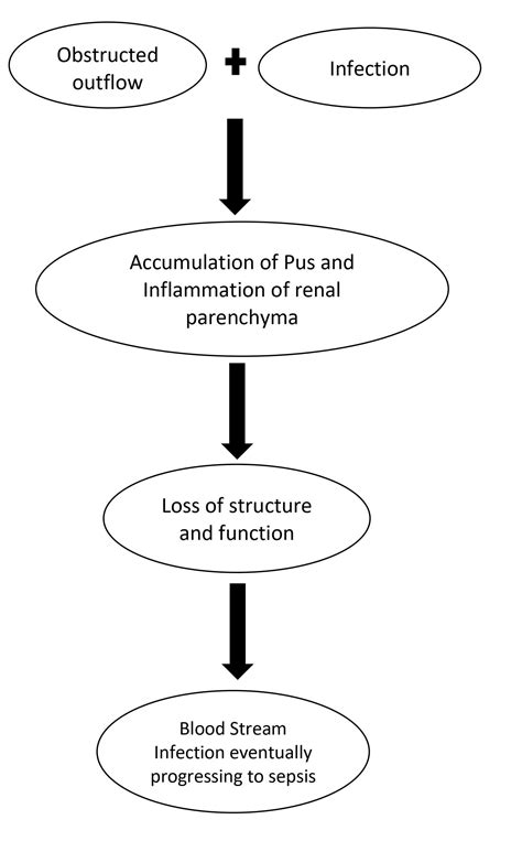 Pyelonephritis Pathophysiology