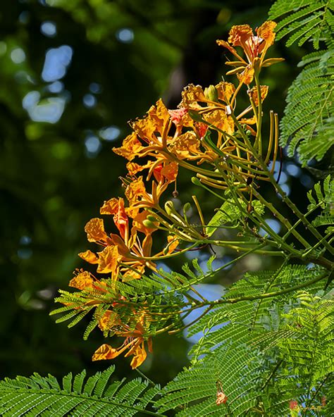 Yellow Flame Tree Royal Poinciana Or Flamboyant Delonix Regia Var