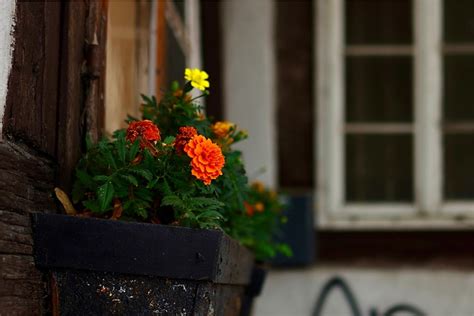 Fra urban jungle til frodig oase Sådan skaber du en imponerende