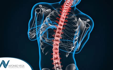 Funciones Y Estructura De La Columna Vertebral Dr Alfonso Vega