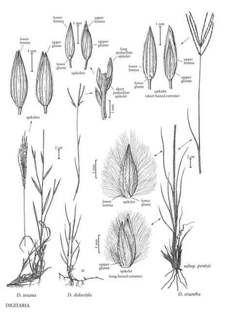 Digitaria eriantha - FNA