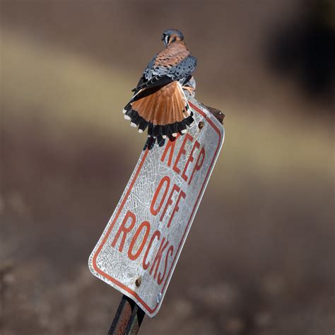 Showin Off American Kestrel You Can Almost See His Breakfa Kevin