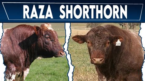 Raza Shorthorn Conozca La Raza Casi Extinta En Brasil Crea Tu Negocio