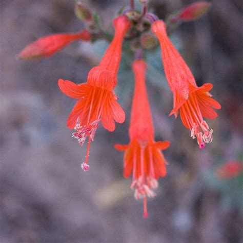 California Fuchsia Epilobium Canum