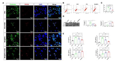 Figure 1 From Melatonin Engineered Adipose Derived Biomimetic Nanovesicles Regulate