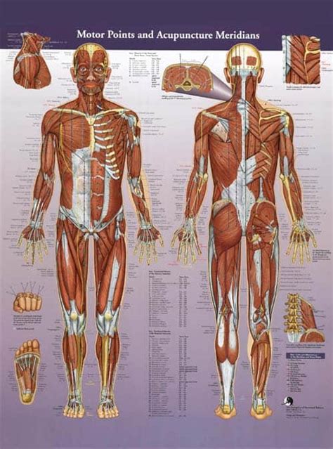 Acupuncture Diagram Points Akupunktur Di Surabaya