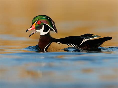 Wood Duck 10