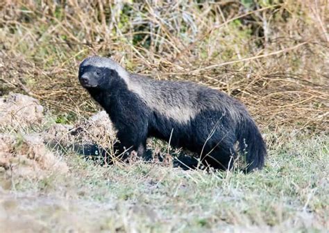 Honey Badger Behavior - AnimalBehaviorCorner