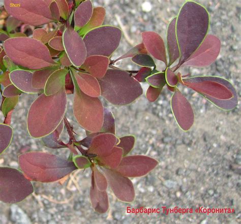Барбарис Тунберга «Коронита» Berberis thunbergii “Coronita” · Садовий ...