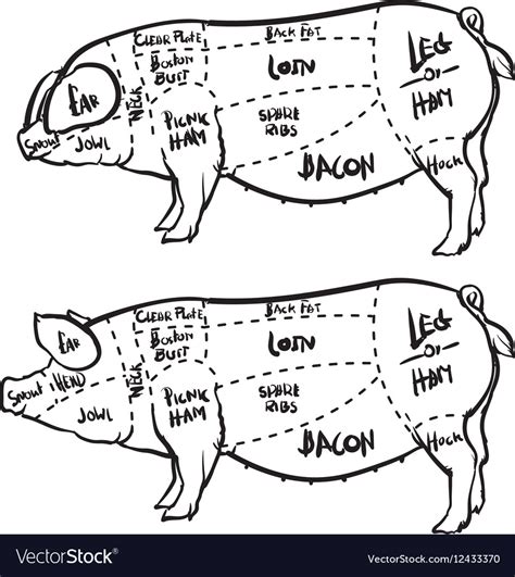 Pork Cuts Diagram And Butchery Set Royalty Free Vector Image