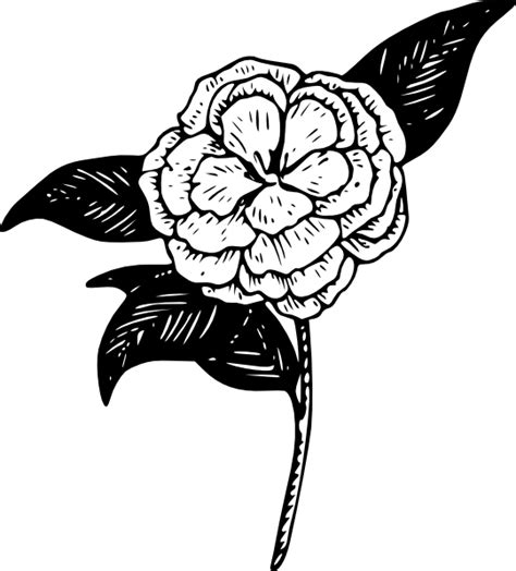 Flower Camellia Clip Art Free Vector 4vector