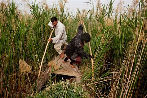 Iraq's Unique Wildlife Pushed to Brink by War, Hunting