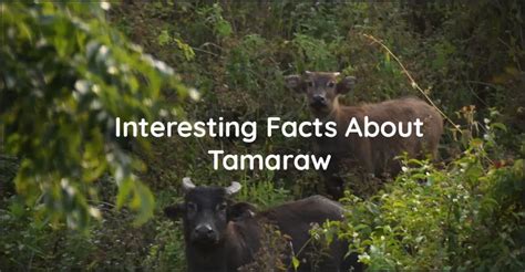 Interesting Facts About Tamaraw - Discover The Philippines