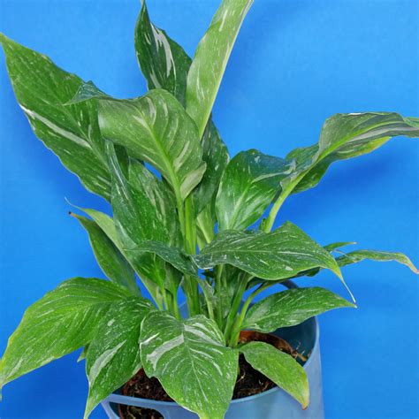 Peace Lily (Spathiphyllum wallisii)