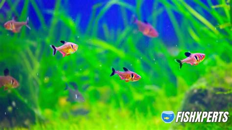 Red Phantom Tetra Care - Fishxperts