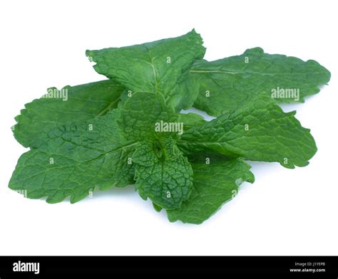 Fresh Raw Mint Leaves Isolated On White Background Stock Photo Alamy