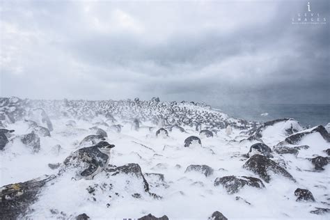 Chinstrap penguin (Pygoscelis antarcticus) colony during snowstorm ...