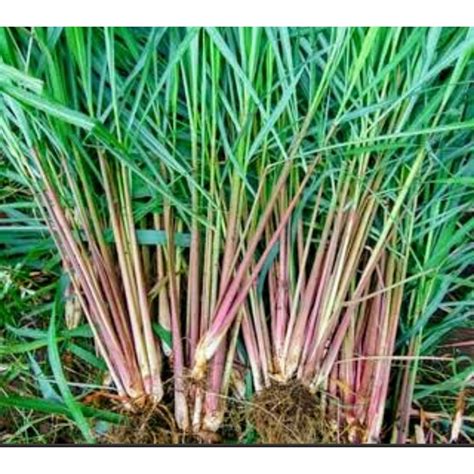 jual tanaman herbal tanaman obat seraisereh merah seraisereh wangi