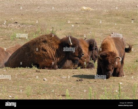 American Bison Lay Down Usa Hi Res Stock Photography And Images Alamy