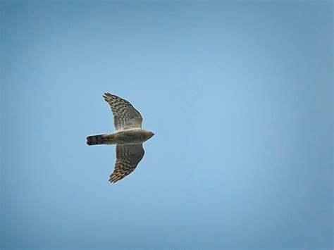 Sparrowhawk Female In Flight Nature And Wildlife Photography Forum