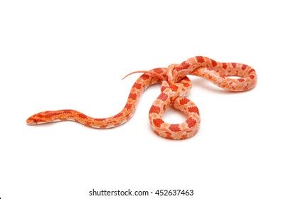 Cute Corn Snake Female Isolated On Stock Photo 452637463 Shutterstock