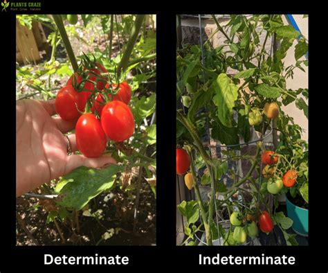 Are Roma Tomatoes Determinate Or Indeterminate Truth Revealed